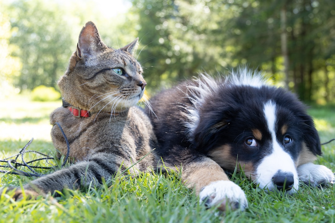 Pet Insurance For Older Pets